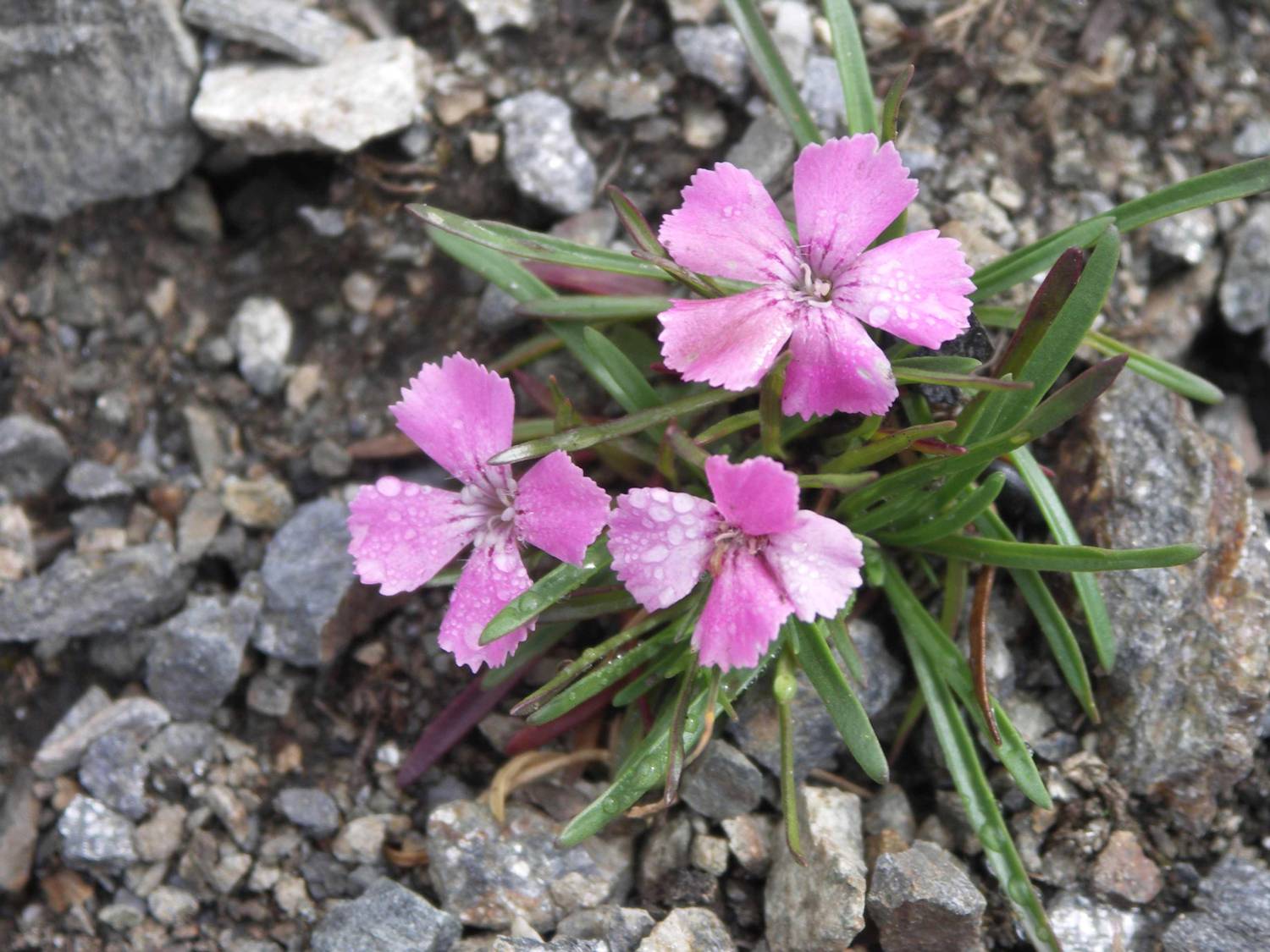 foto di fiori non presenti nella galleria del forum